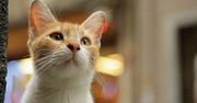 Koty, koteczki, kiciusie. Na co iść do kina? Na "Kedi - sekretne życie kotów"!