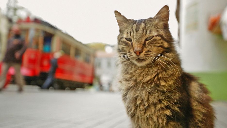 Oto jeden z bohaterów filmu "KEDI"