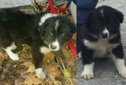 Pies uratowany z gruzów po trzęsieniu ziemi sam został ratownikiem