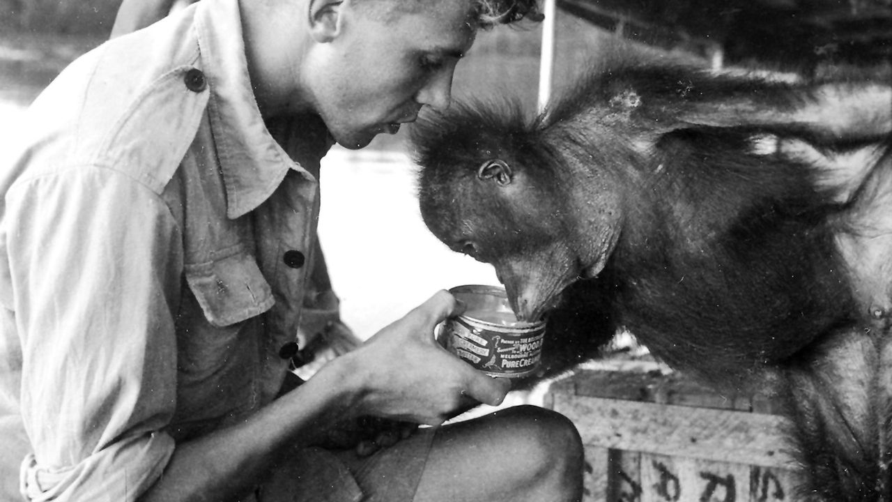 Strach, nieufność, przyjaźń - jak spotkałem orangutana Charliego