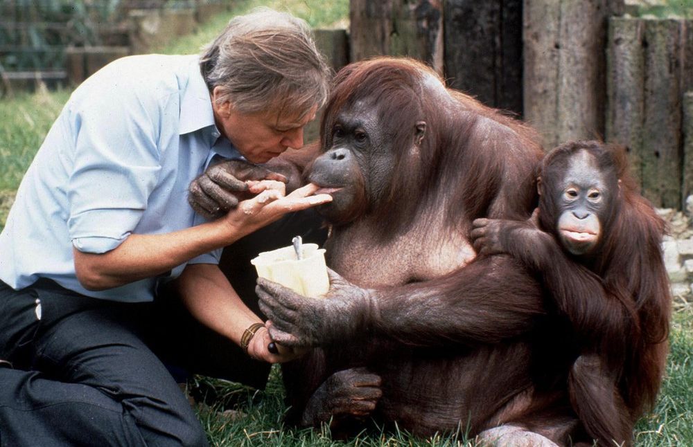 Kochają go miliony. Poznajcie obieżyświata Jej Królewskiej Mości