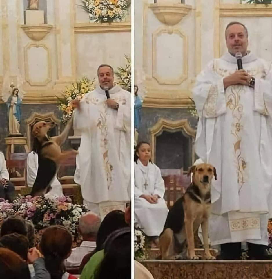 Ksiądz promuje adopcję psów. fot. Reddit