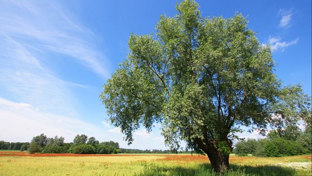 Pogoda na dziś — środa 31 lipca. Prognoza dla Warszawy, Gdańska, Wrocławia i innych. Sprawdź, gdzie będzie burza, a gdzie zaświeci słońce