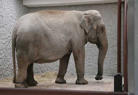 Słonie przyjechały do krakowskiego ZOO