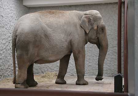 Słonie przyjechały do krakowskiego ZOO