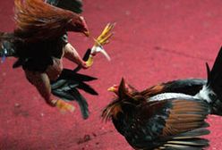 Walki kogutów w Portoryko