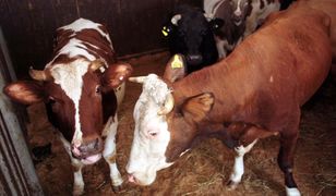 Mięso chorych krów mogło trafić do kebabów. Dziennikarze pokazali film z ubojni z ukrytej kamery