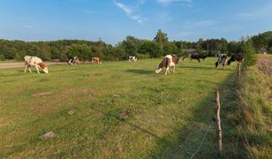 Wolne krowy z Deszczna zostaną wybite. Jest decyzja Głównego Lekarza Weterynarii