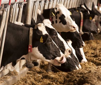 Danone wysyła 5 tysięcy krów na Syberię. To odpowiedź na rosnące ceny mleka