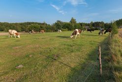 Wolne krowy z Deszczna zostaną wybite. Jest decyzja Głównego Lekarza Weterynarii