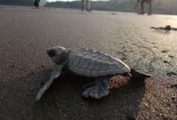 Koronawirus w Indiach. Żółwie oliwkowe mają szansę na odbudowanie swojej populacji