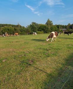 Wolne krowy z Deszczna zostaną wybite. Jest decyzja Głównego Lekarza Weterynarii