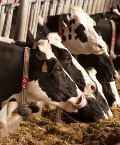 Danone wysyła 5 tysięcy krów na Syberię. To odpowiedź na rosnące ceny mleka