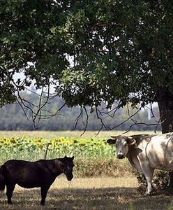Krowy piją szlachetne odmiany win