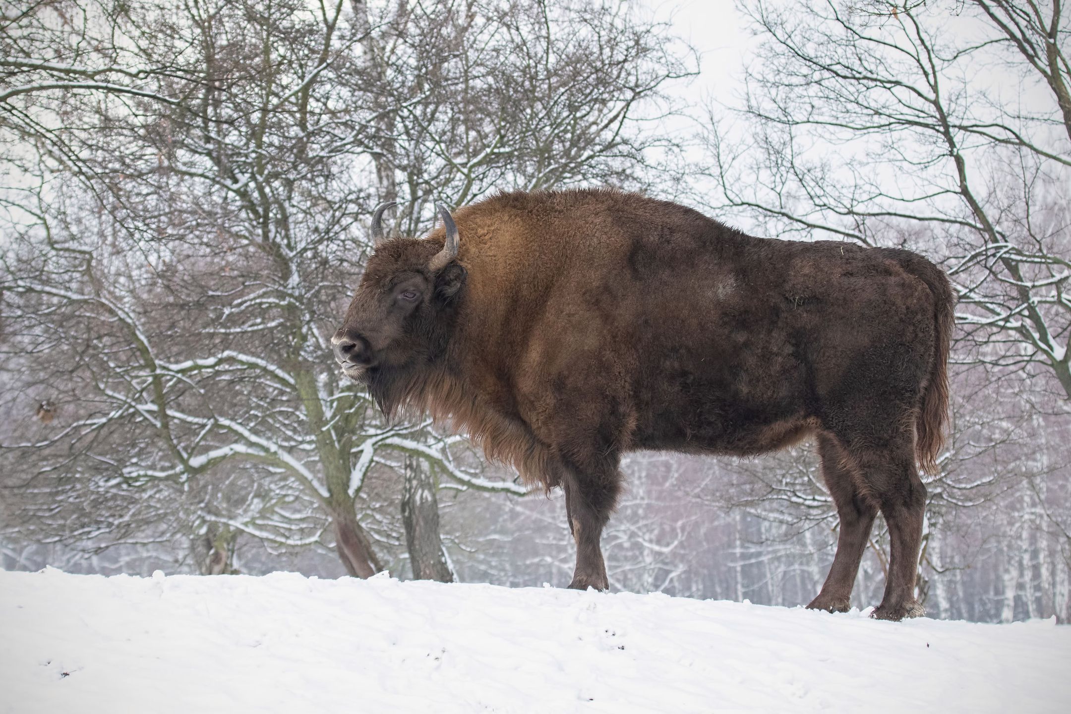 European bison, bison bonasus, in the forest with snow. Young wisnet in winter. Wildlife scenery in cold weather. 