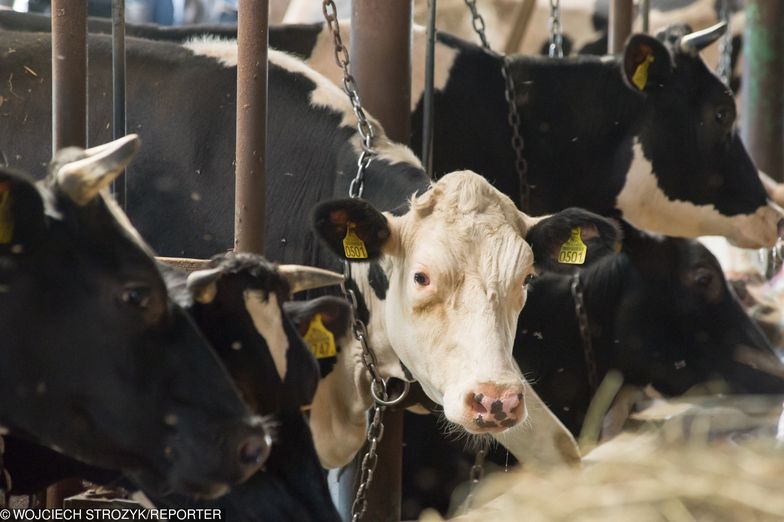 Problem nielegalnego uboju bydła przedstawiony przez TVN oznacza spore straty dla całej branży