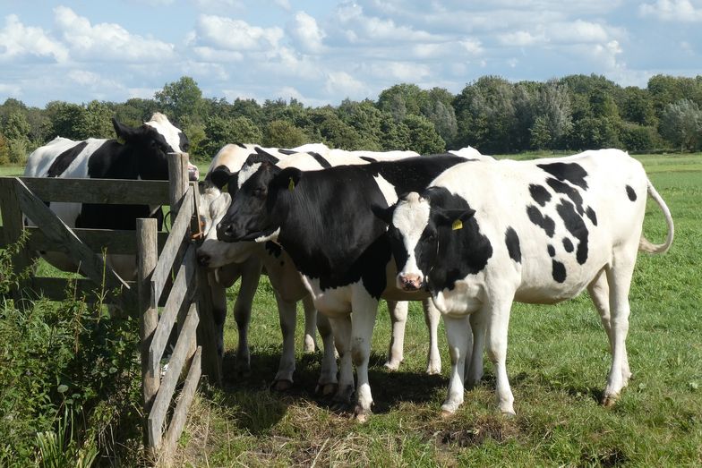 Coraz więcej naukowców mówi, że ludzie muszą skorygować dietę, bo koszty, również środowiskowe, wielkopowierzchniowych hodowli zwierząt są zbyt duże.