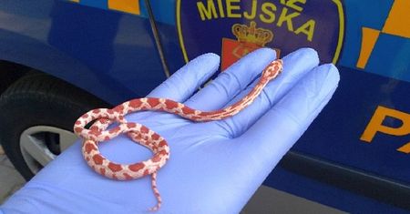 Warszawa. Wąż w radiowozie od razu poczuł się lepiej