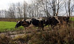Zaskakujący alert dla kierowców. Uwaga na krowy pod Obornikami