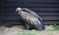 Na Mazowszu znaleziono sępa płowego. Zostanie wypuszczony na wolność