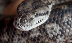 Nielegalna hodowla węży w mieszkaniu w Kluczach