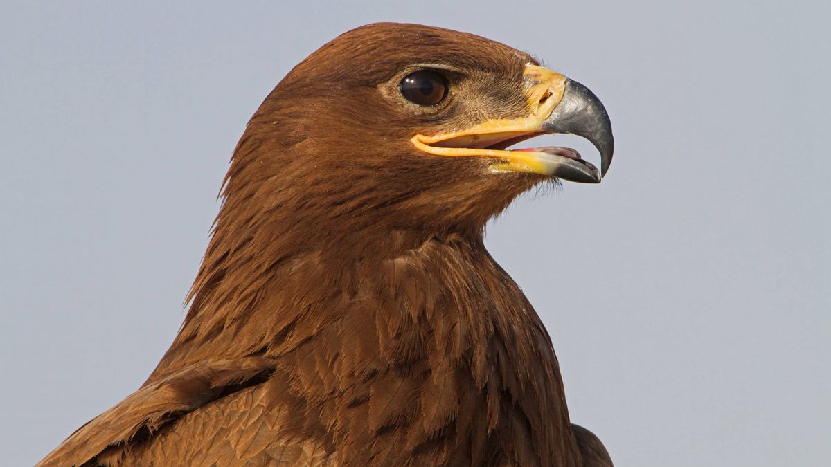 Orzeł puścił z torbami rosyjskich ornitologów, wysyłając im SMS-y z Iranu.