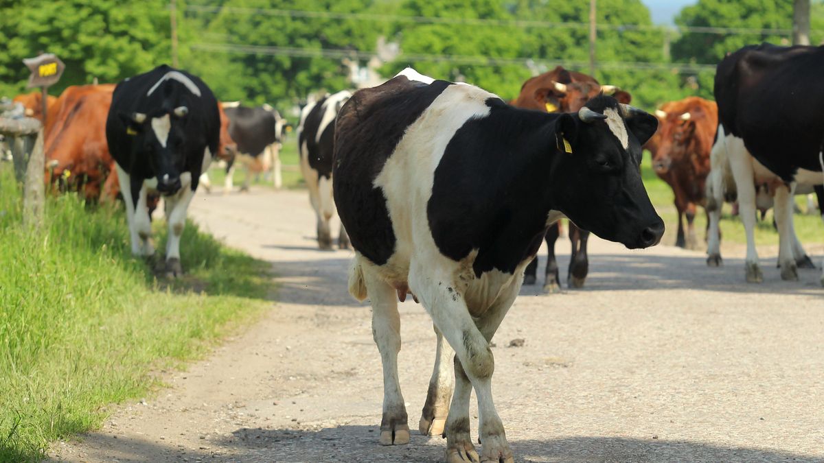 Obrońcy zwierząt próbują jeszcze interweniować.