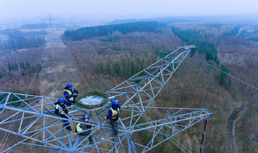 Zamontowali gniazda dla rybołowów na wysokości 65 m. Zdjęcia robią wrażenie