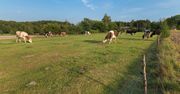 Wolne krowy z Deszczna zostaną wybite. Jest decyzja Głównego Lekarza Weterynarii