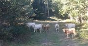 Stado krów terroryzuje gminę Lądek Zdrój. "Włamały się do ogrodu i wyjadły kapustę"