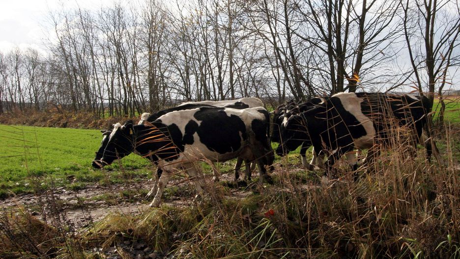 Zdezorientowane zwierzęta mogą stanowić zagrożenie dla kierowców