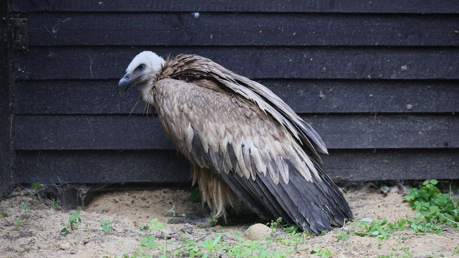 Sęp płowy zostanie wypuszczony na wolność 