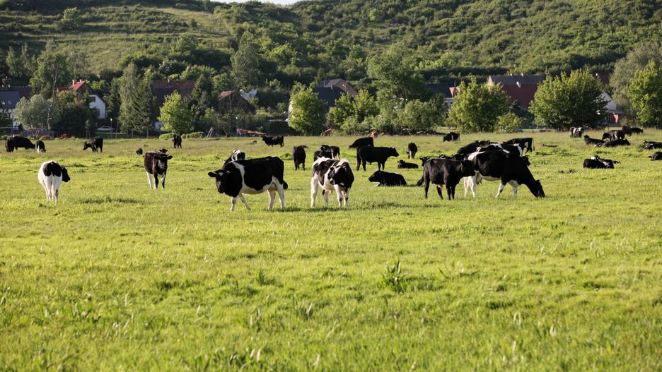 Stado dzikich krów w rezerwacie przyrody Santockie Zakole
