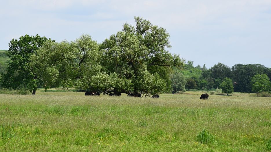 Krowy z Deszczna zostaną uratowane?