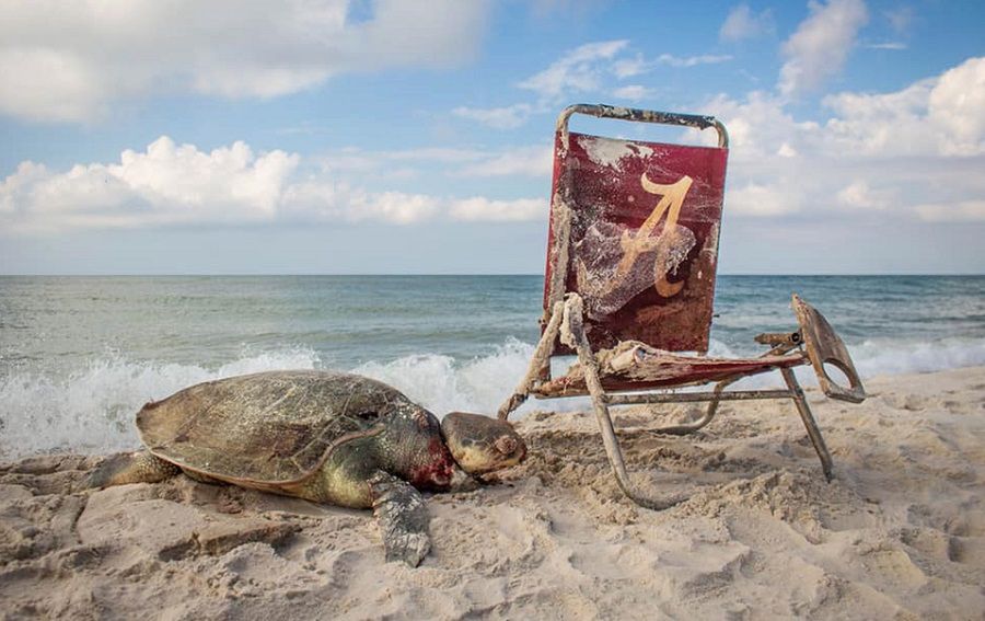 Śmieci zabiły zagrożonego żółwia w Alabamie