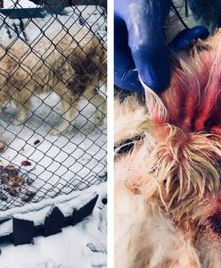 Pies hotelowy żył we własnych odchodach. Nikt nie reagował