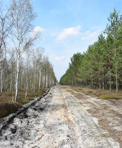 Goły pas ziemi przy lesie to konieczność. "Fakt, nie wygląda zbyt ładnie"