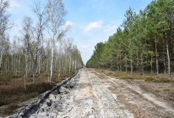 Goły pas ziemi przy lesie to konieczność. "Fakt, nie wygląda zbyt ładnie"