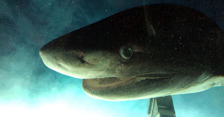 Pierwsze zdjęcia głębinowej bestii. Zamieszkuje dno oceanów od 200 mln lat