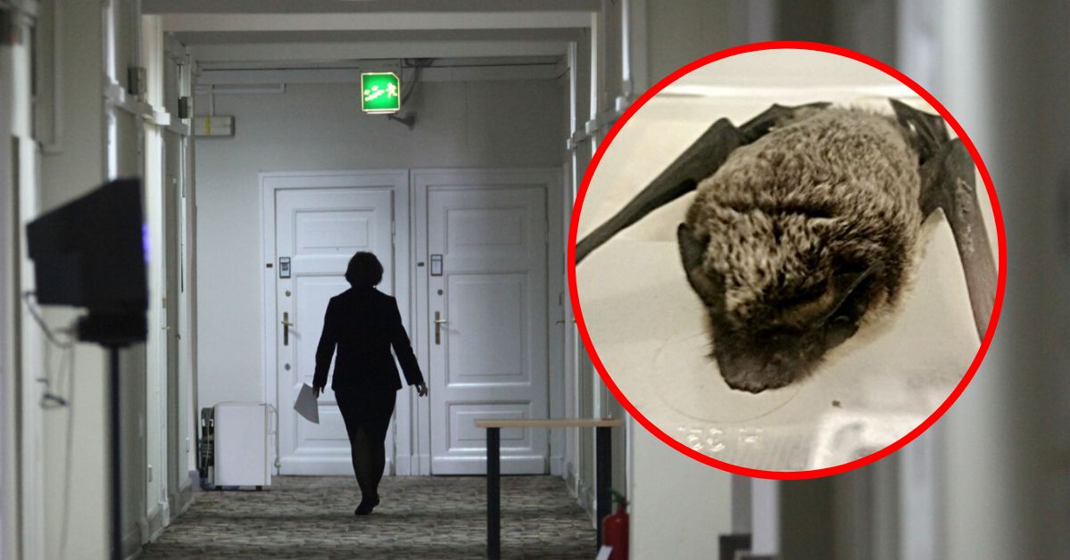 Warszawa. Nietoperz w sejmowym hotelu. "Batman odwiedził posłów"