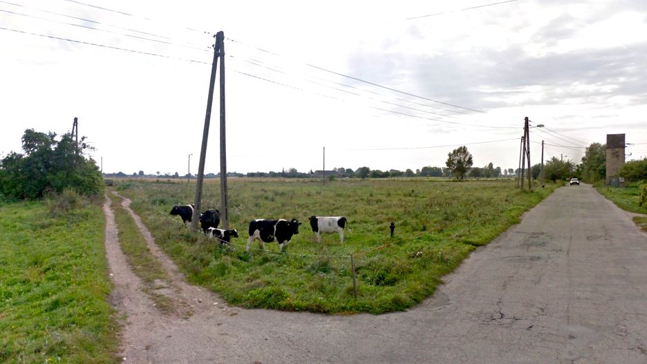 We wsi Jeżyki pod Gorzowem Wielkopolskim wypasanie bydła jest na porządku dziennym