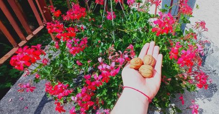 Wystarczy trochę do każdej doniczki. Pelargonie wspaniale rozkwitną