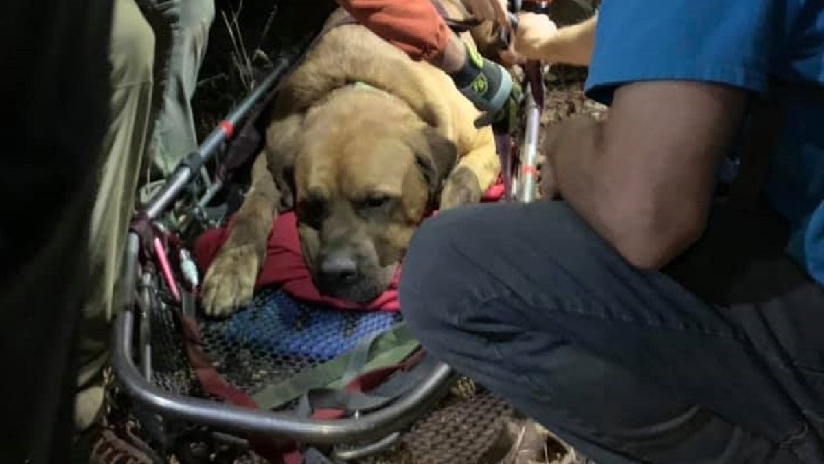 Mastiff tybetański Floyd utknął na szlaku górskim w Utah.