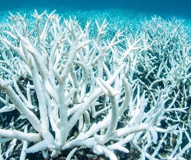 Rafy koralowe umierają. Naukowcy wyliczyli, kiedy znikną