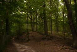 Poszukiwania w Puszczy Białowieskiej. Tysiące Białorusinów szukają zaginionego dziecka