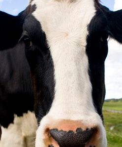 Dochód polskich rolników nie przestaje rosnąć