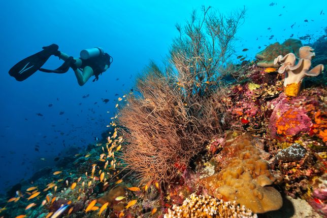 Wielka Rafa Koralowa w Australii. 