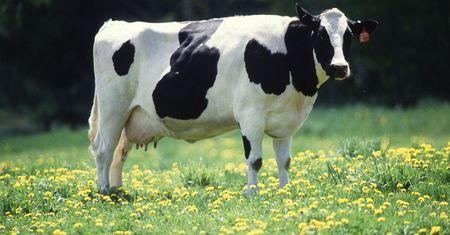 "Zadojone na śmierć". Produkcja mleka kosztem życia krów