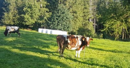 Zakopane. Krowa ugodziła rogiem 9-latkę