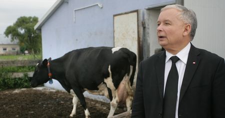"Krowa plus" na wypasie. PiS da więcej na bydło